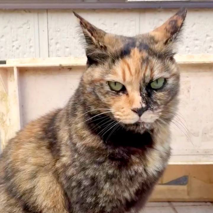 C05d9079 c397 4b55 b1b8 ea94e147a83a 1763956781565