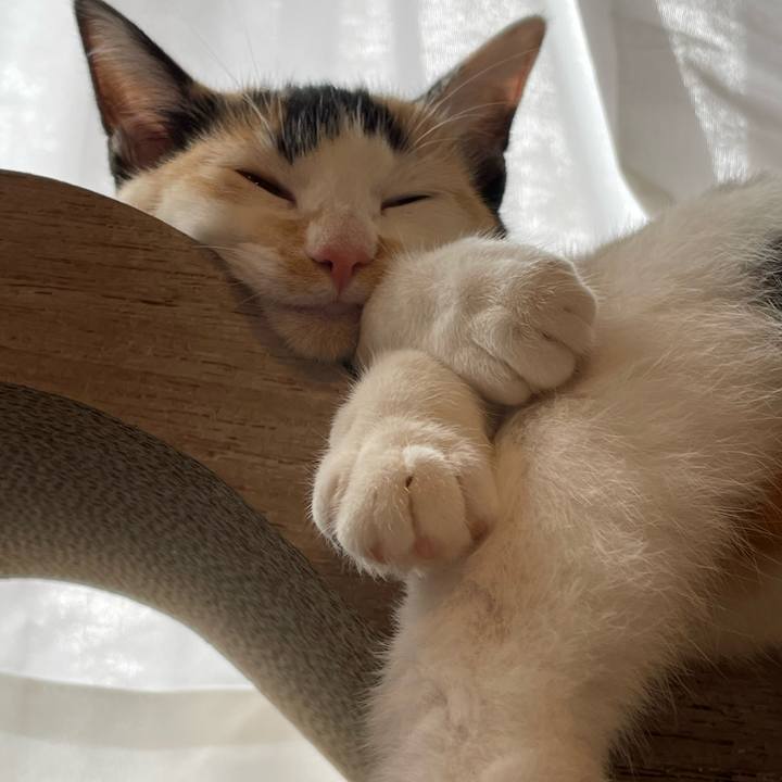 C05f6ca7 efd6 47c6 99e5 213a369ab1c8 1665555405976