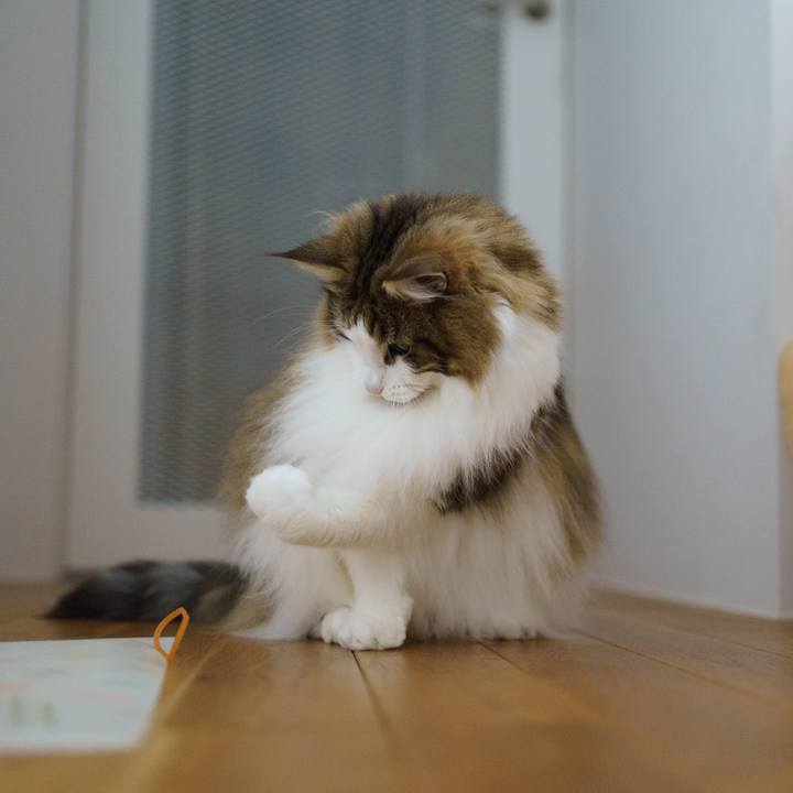 C0620785 7f05 46a0 9709 47ac66afbf4c 1649142860338