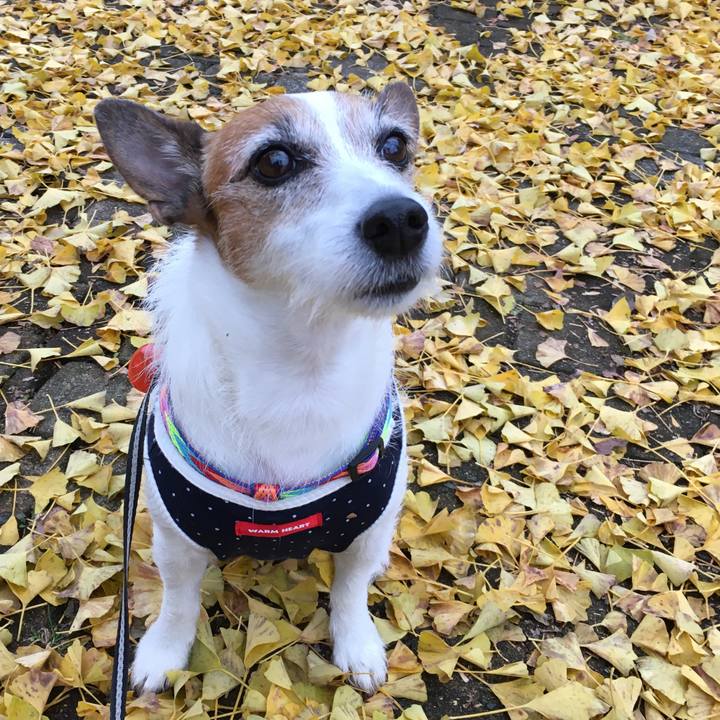 C0648f6b f7cb 407f 8725 90bcb7072a9a 1574637654791