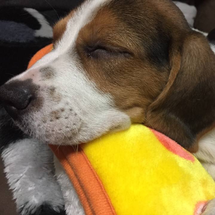 C064a8ac e12d 4887 bfd8 ebc766409a9e 1513523032607