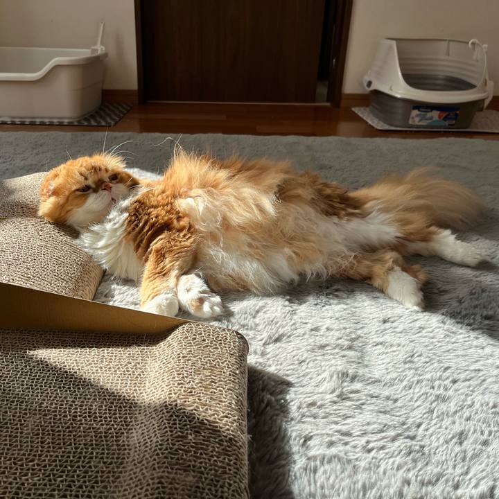 C0672a1d faec 4f70 9c21 4462ed861b9c 1763777944458