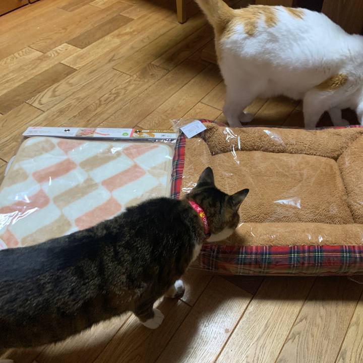 C06d6766 f03d 4d9d 968c 9bd36767f77d 1667999750226