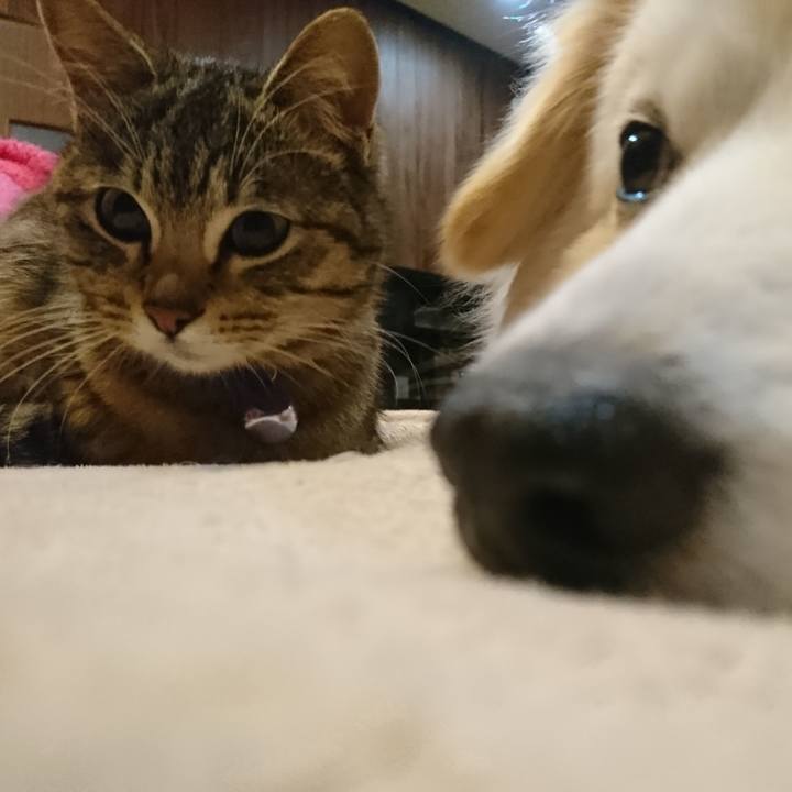 C07338e9 8876 46a6 b50e 2b43e2064542 1554893108303