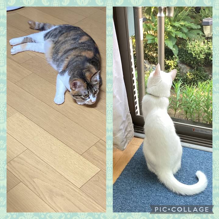 C0749bfe d4f2 499c ba57 814dc14fe1f4 1656626511541