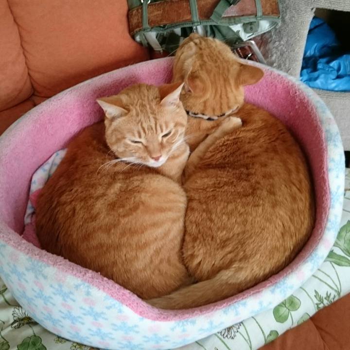 C074cb02 861e 4d4d 9e8c 4d813238792b 1541554073733