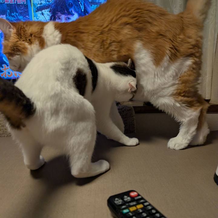 C0777866 ab9f 4b7d 82c6 98c4e0ed5a90 1756734242549