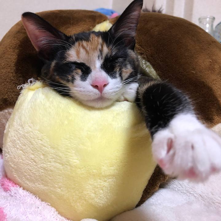 C078ba13 7b12 4db5 8281 f199f4982236 1550153883543