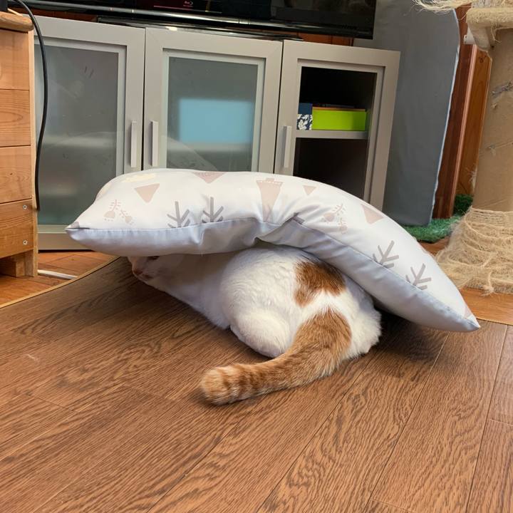 C07d2f31 fff5 4fe8 899a 8d7d42433fa7 1570659807910