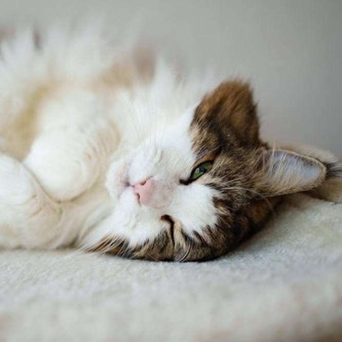 C07f4f94 d4d7 4d1c 9aa3 d42c2c1b13a0 1763529751320