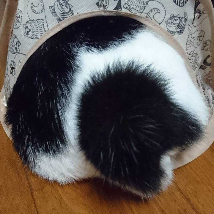 C080f44a 4b75 4a11 a926 67f62f8fd6e3 1519302623764