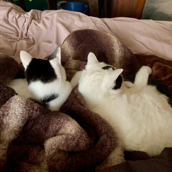 C0828826 cd88 4efd 86d7 c08b93df997c 1763347727038