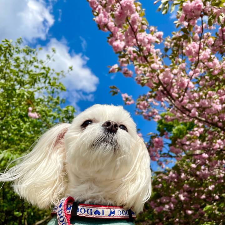 C084779a 433b 486e b889 65e7c0736c09 1618889450447