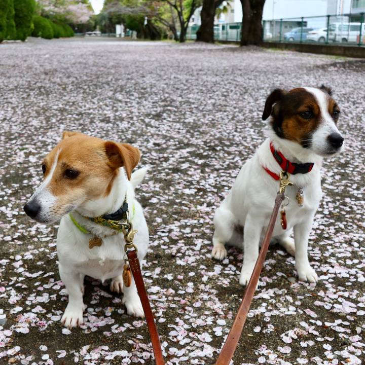 C084a9dd e72c 434c 9557 4150172c4356 1554980704426