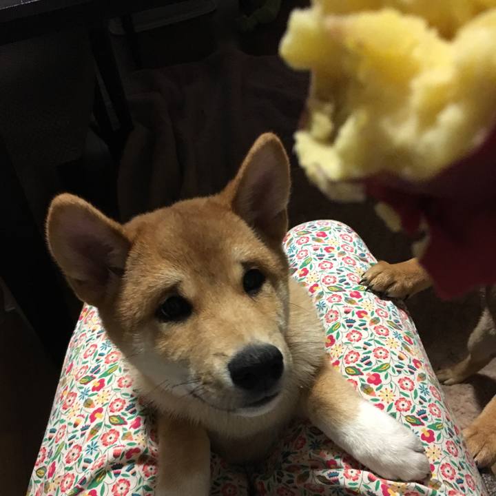 C086137c 1c20 40ae b284 404dbb129954 1509057570281