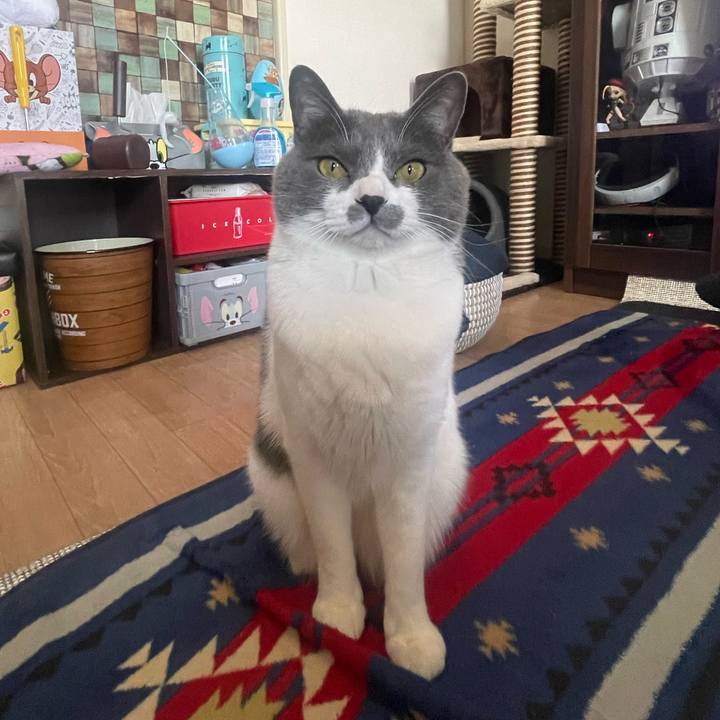 C087e1ae e780 436f b82a c16a0451d466 1677563491666