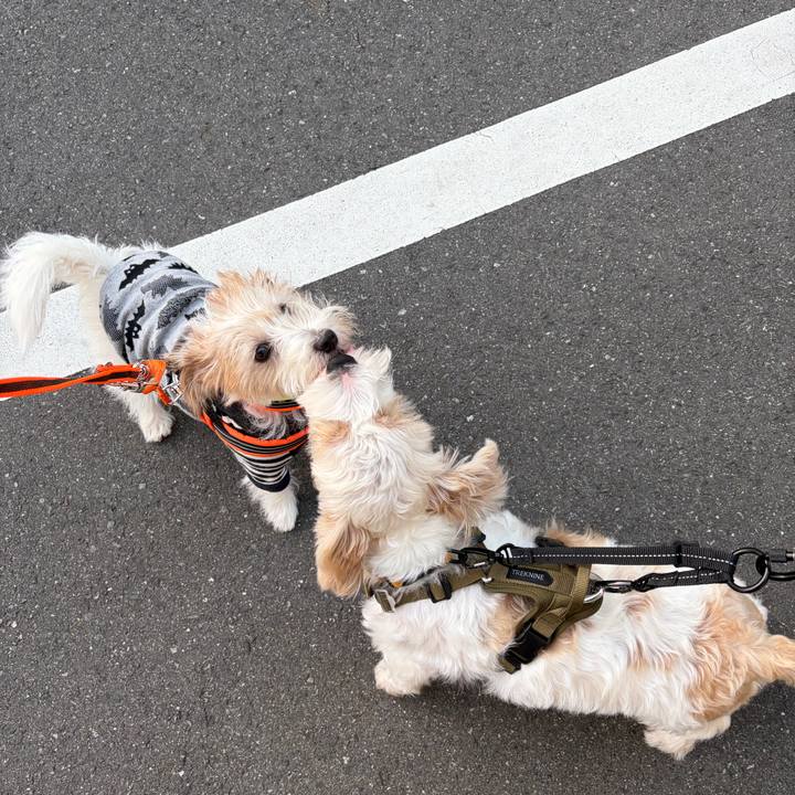 C088ca07 9d9c 48ab bde9 6c659d27458e 1761604029427