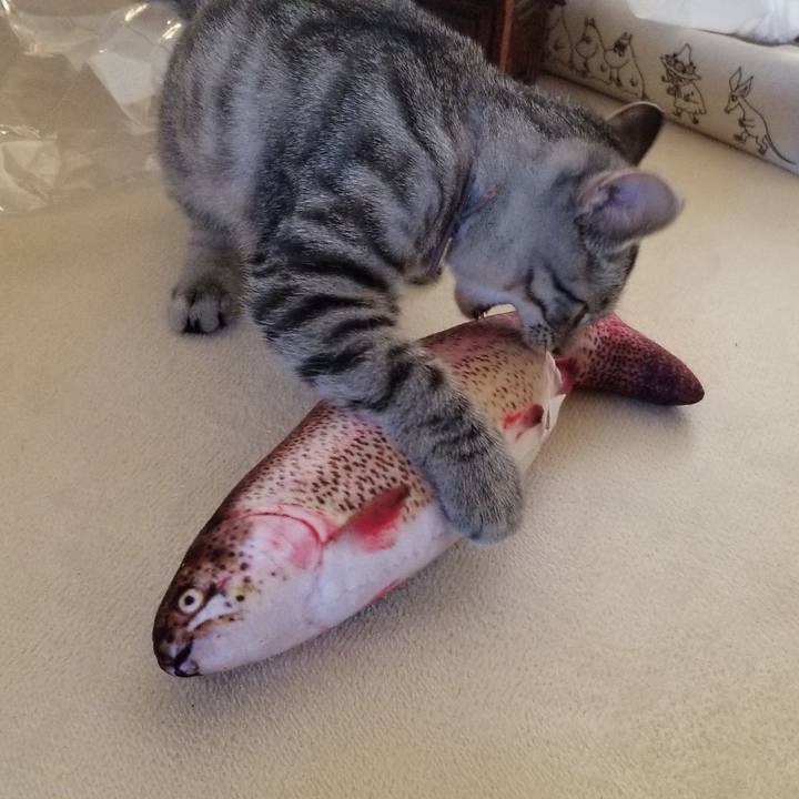 C08ac8a8 5c4c 4786 a018 53b4867cad84 1666795546880