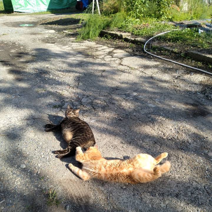 C0949925 c11e 4a2d a584 9085e48be2e1 1664085702122