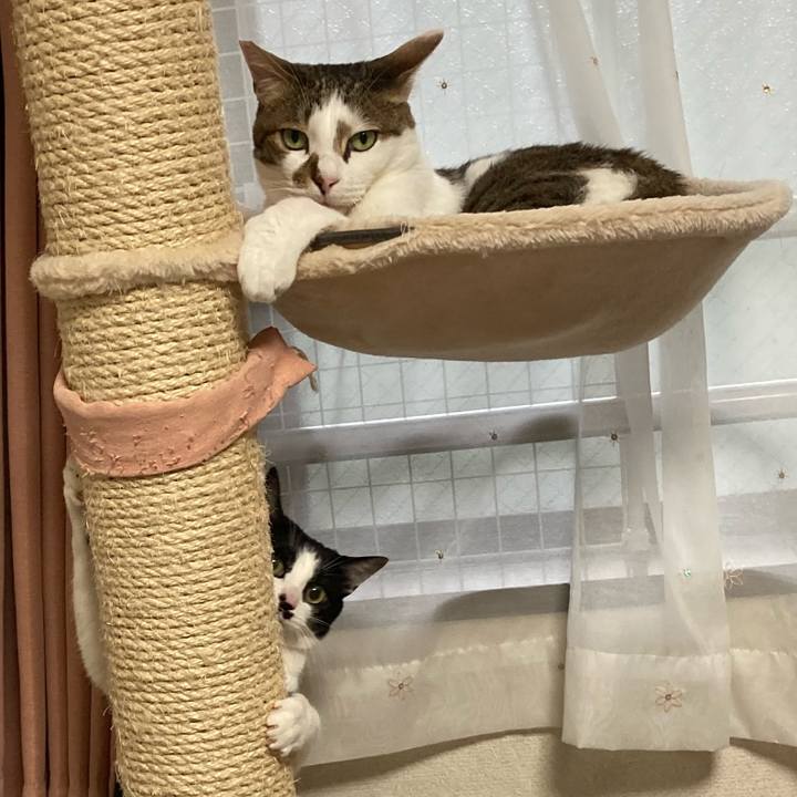 C0950380 7c64 4709 ad84 9eab5649a0cc 1589362295423