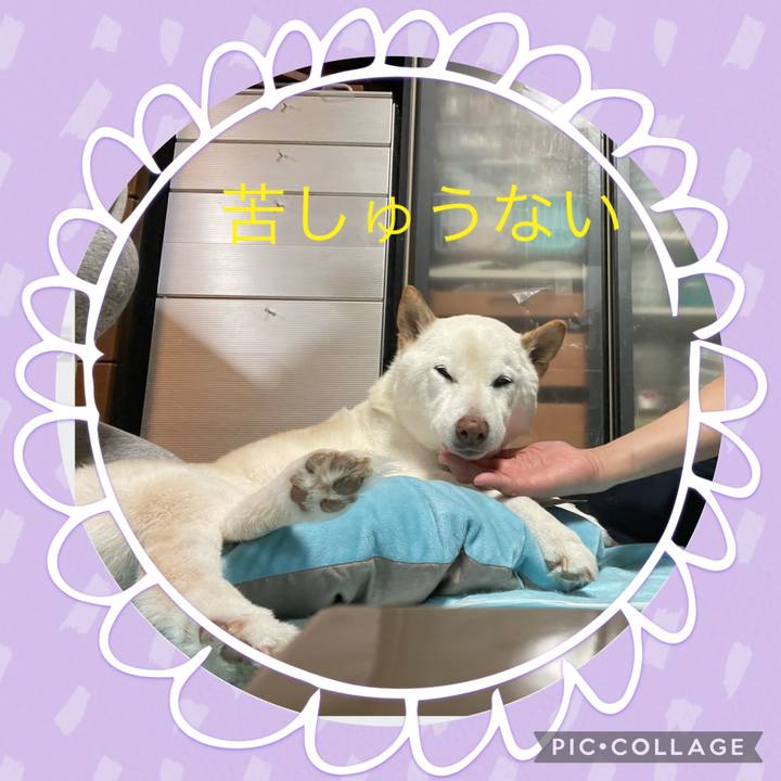 C096a832 3733 491b 9c55 04f85e42f9ab 1647615528618