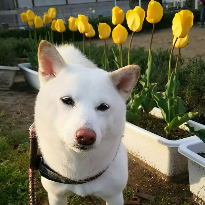 C098006a cd6c 477c 8121 b656aad5db25 1524128068463