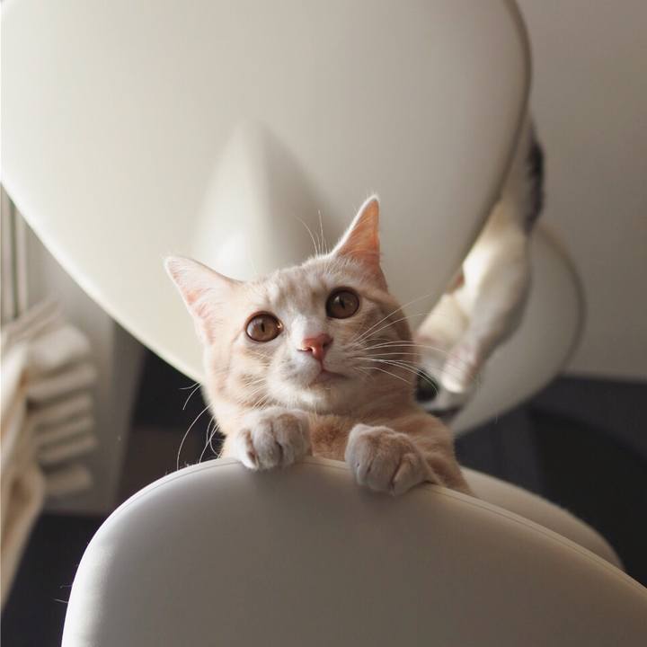 C09942ec 299e 49ee 922b d33ae415a5fe 1554278827297