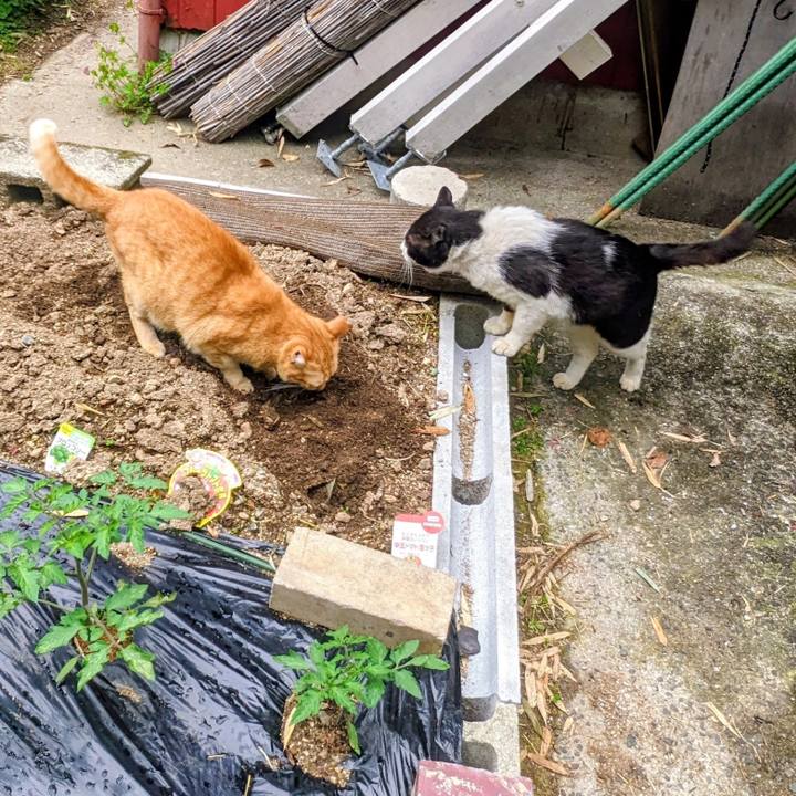 C09a192a fad2 490c bedc f36e7339feb0 1776182908895