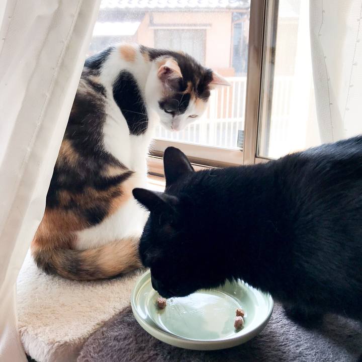 C09a8d90 e5e2 4586 bd3e fc0ed31f9400 1532910727665