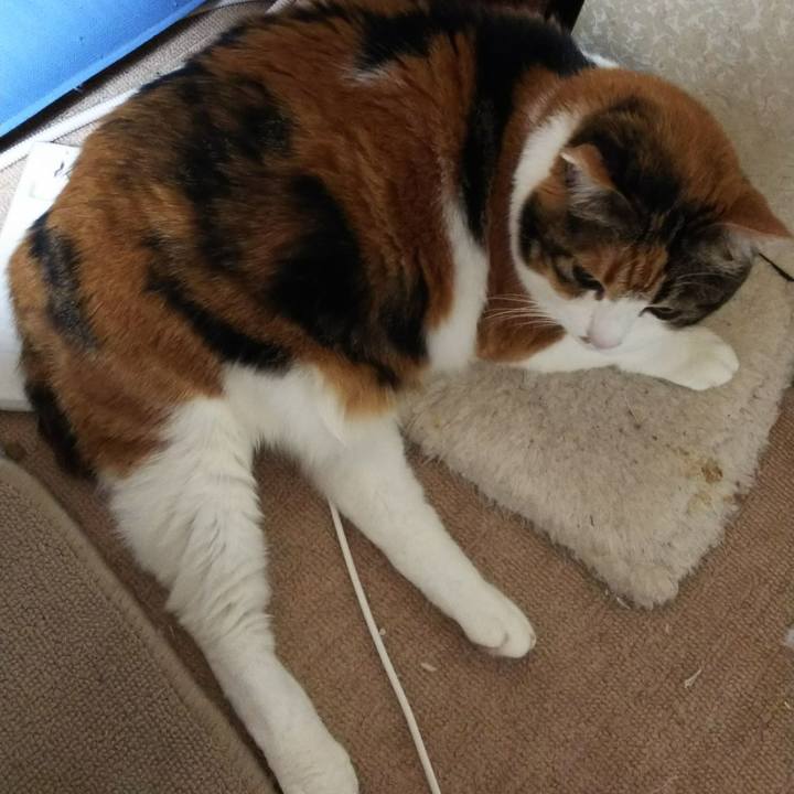 C09b347b e440 44a8 a7a1 0efb99531d7d 1545083384244