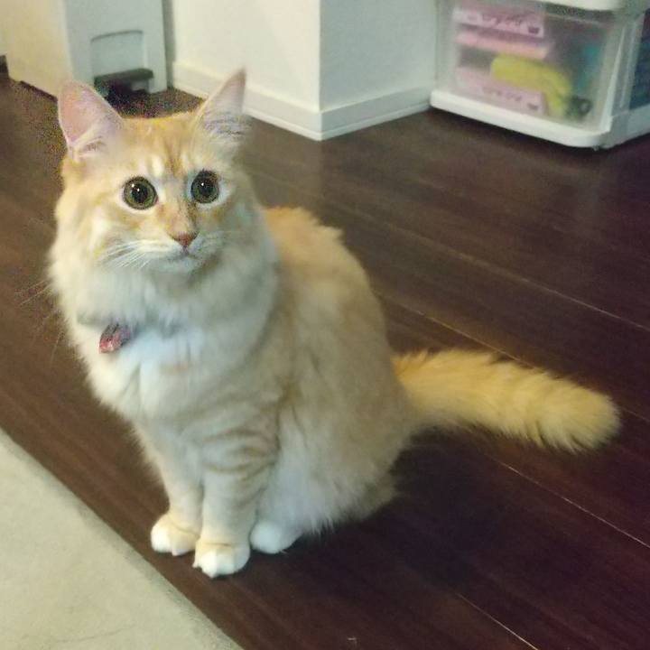 C09bb9fd 6ece 432c 82a4 ef3a957a2ea3 1633561214785