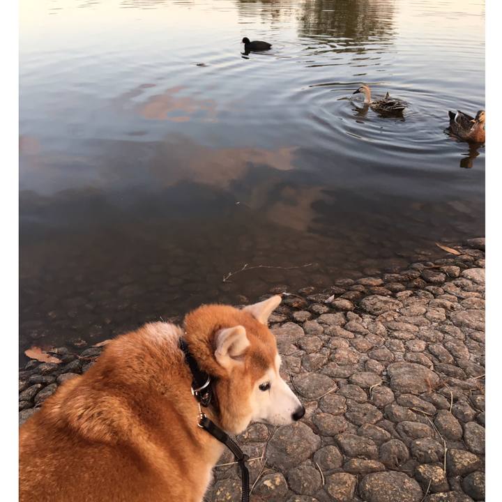 C09c6e55 ebae 42b4 b387 fc881dda7c98 1543297290464