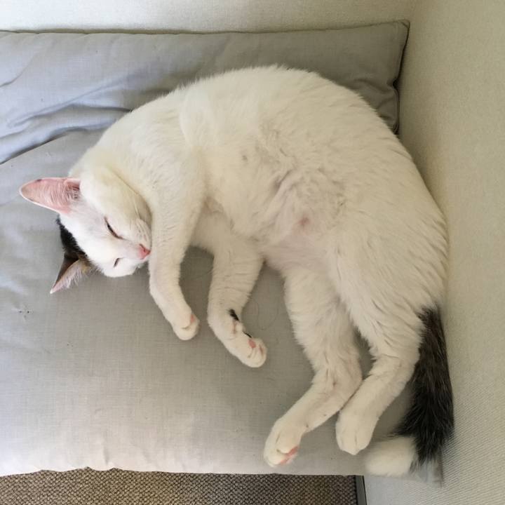 C09e1009 401b 4e81 85e8 f679823b6425 1530317117728