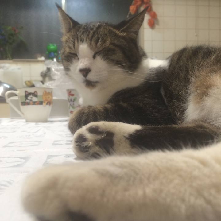 C09e70fc 4583 436a b3c8 37a0630dc7a6 1568818859032