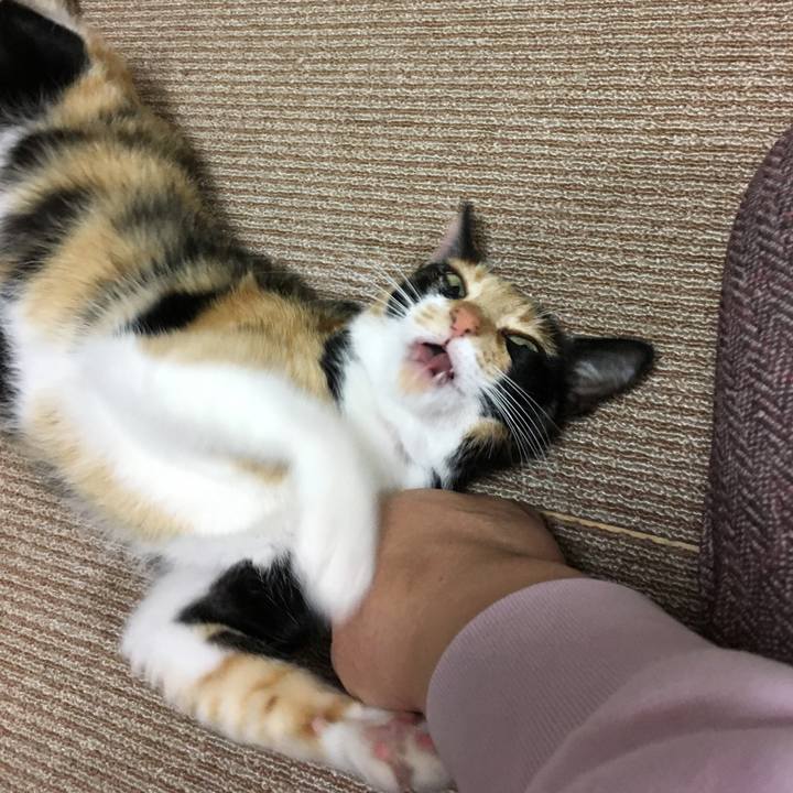 C0a11989 52fc 4952 8b5d b2693d3ecc14 1517921163603