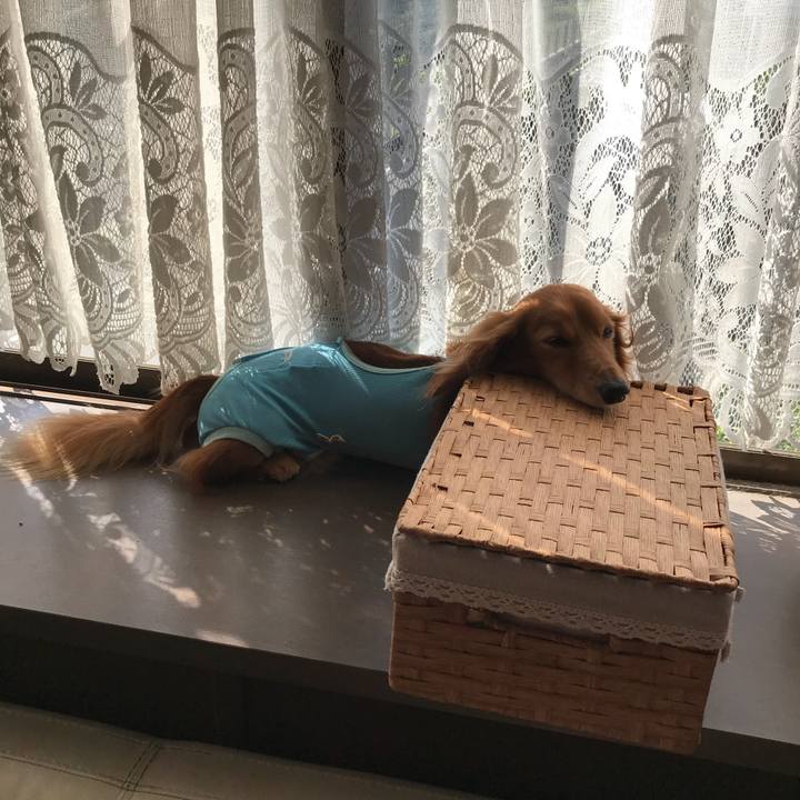 C0a2119b 872a 4423 bd54 e6370966a45b 1509069445932