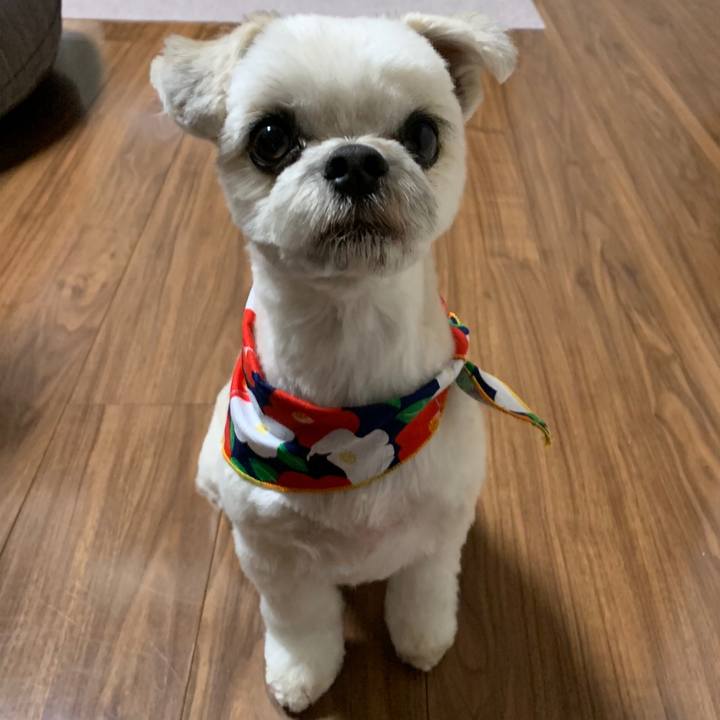 C0a69dcf 7501 4379 9adb 6f9f81e74734 1577790338027