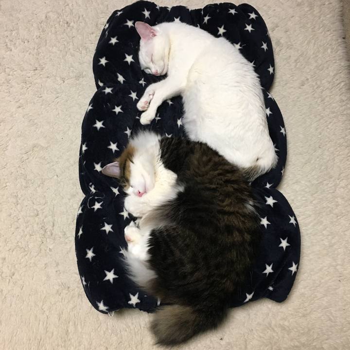 C0ab594e 2da8 41be b98e a7a2f91a691b 1523854375499