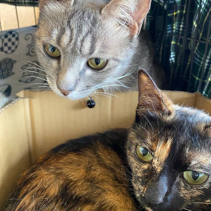 C0ad3cda 449b 40b2 9d33 b2d8efb70761 1716364138440