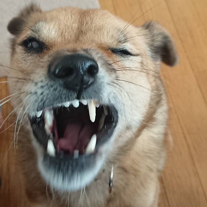 C0afd6c2 0664 400d bb8d c40289e7e1f2 1605619895209