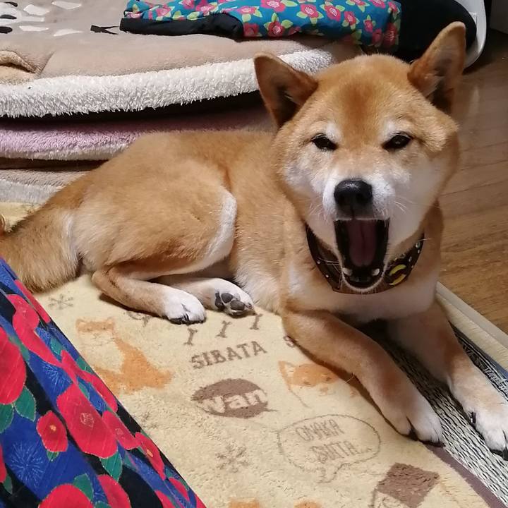 C0b18f86 cbc7 46ea bcf8 bb1d0e977a3d 1587190677392