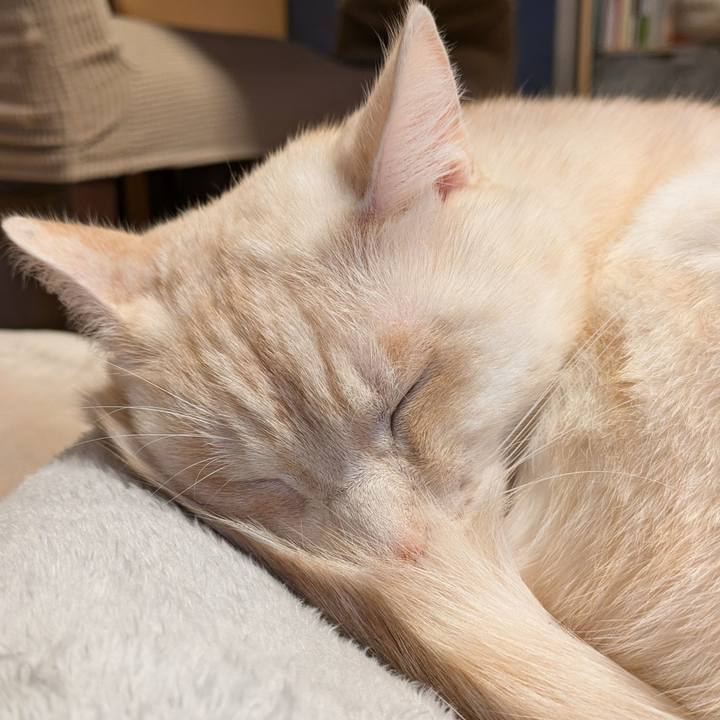 C0b3c736 aee5 4dc7 90ff 7615e9cde783 1730964569539