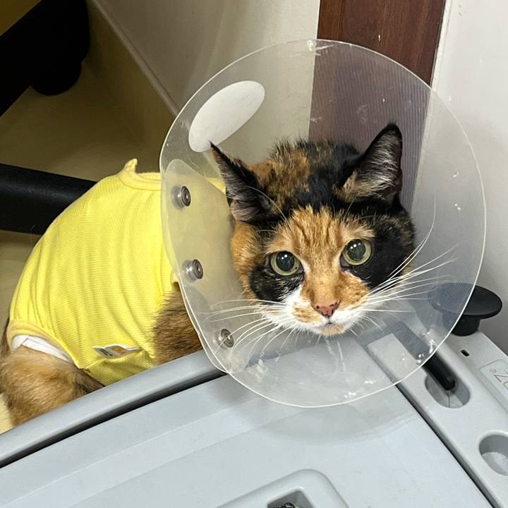 C0b458e4 822a 41db 9581 6ca0b782dceb 1722759085158