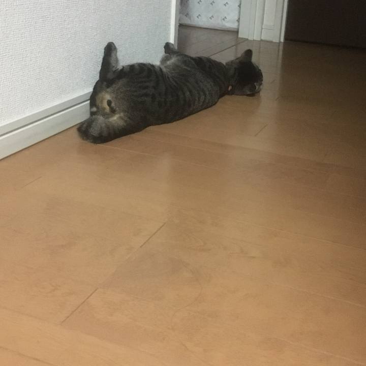 C0b7f930 9b05 4893 9f8f 42d063fe33ee 1534941778308