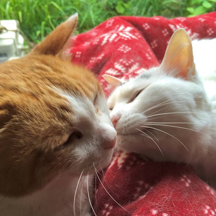 C0b86df5 02bd 4d7e b8dc 1f3f01badb82 1590532633315