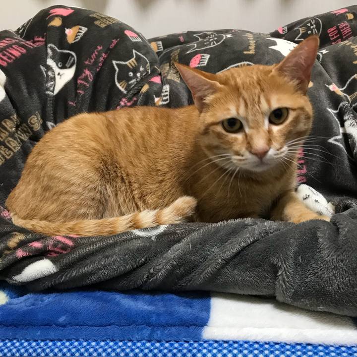 C0b87780 0c46 43c6 9afe 973b0a5f5c97 1523707056919