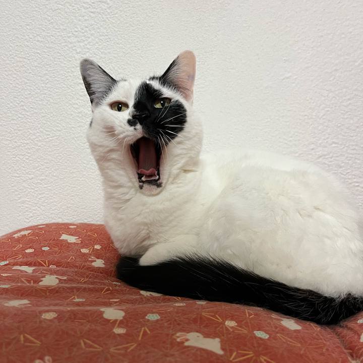 C0b8e4da 0e67 4764 af47 4a6c4de5f0cb 1715178993945