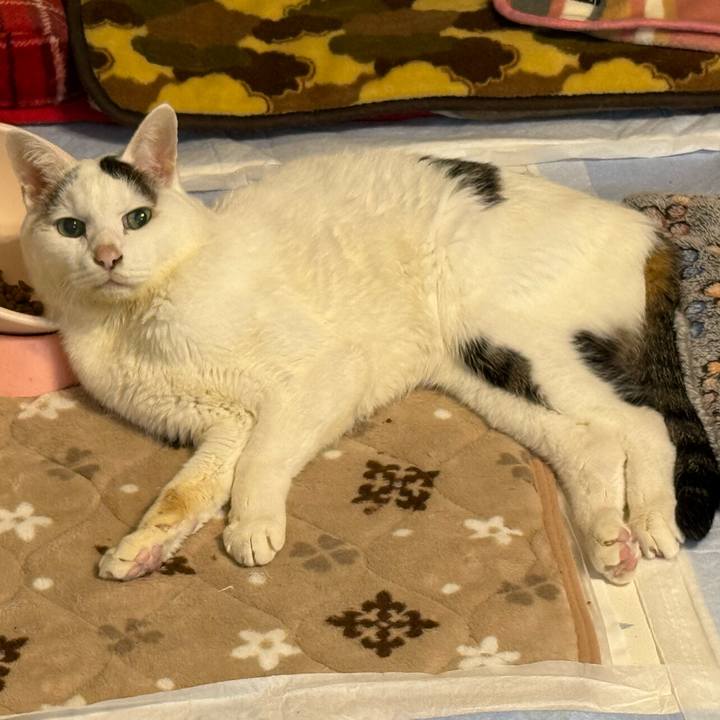 C0bb8cf3 c108 425d bb1e b9cd6b5afcf8 1764806007181