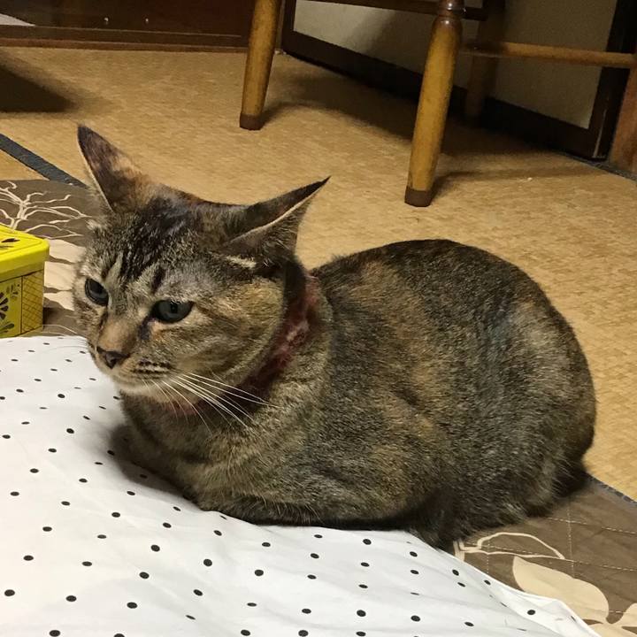 C0bd452c cd7d 427d b88d d21c6c787afa 1634121059149