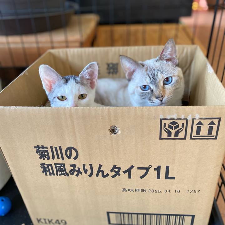 C0be912e 3afb 4c0e 977a 853189bf17a7 1701827364255